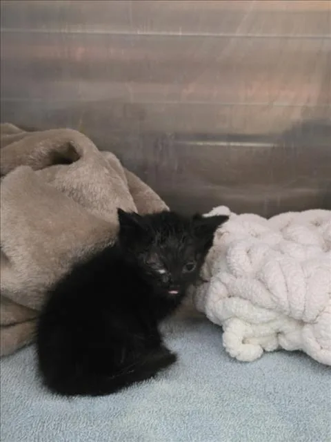 A baby small-sized female Domestic Short Hair cat named Nova for adoption in Tracy, CA