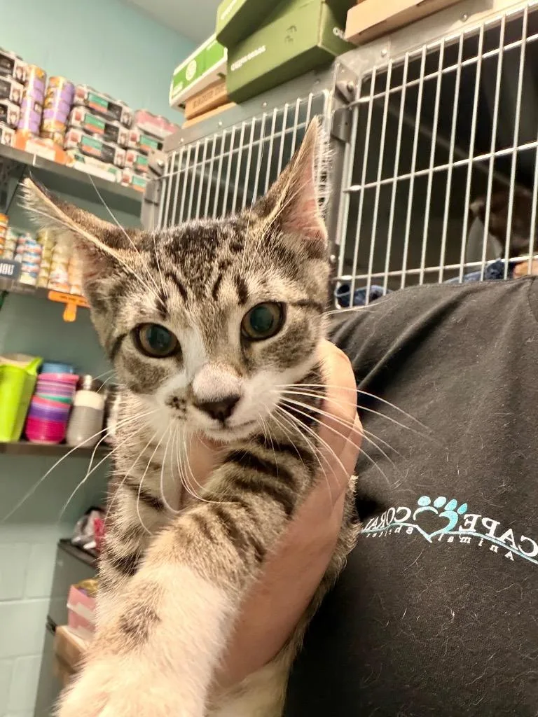 A baby small-sized female Domestic Short Hair cat named Barista for adoption in Cape Coral, FL