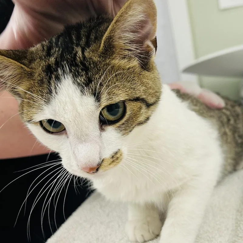 A young medium-sized male Brown / Chocolate Domestic Short Hair cat named Walnut for adoption in East Smithfield , PA