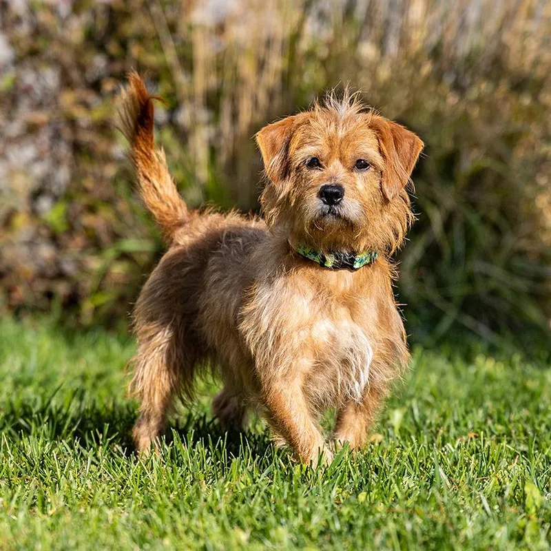 A young small-sized male Chihuahua dog named Midnight for adoption in Council Bluffs, IA