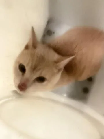 A young small-sized male Domestic Short Hair cat named Sam for adoption in Dallas, TX