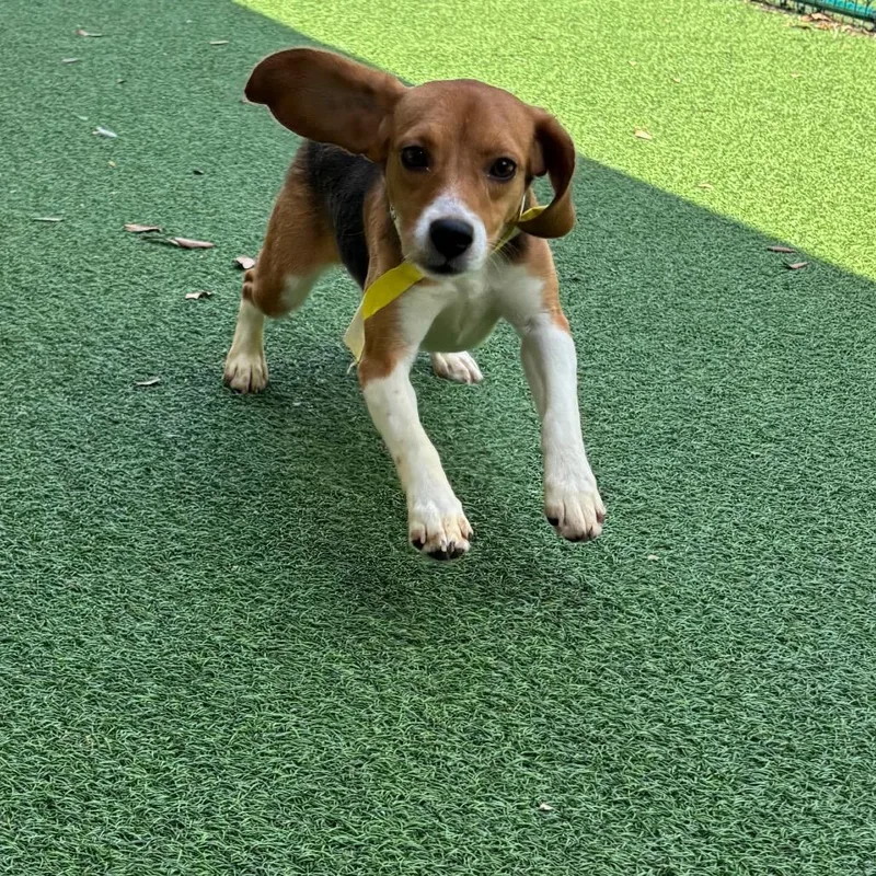 A young small-sized female Yellow / Tan / Blond / Fawn Beagle dog named Lillian for adoption in LOXAHATCHEE, FL