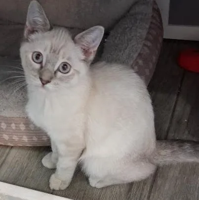 A baby medium-sized female Siamese cat named Misty for adoption in Mesquite, NV