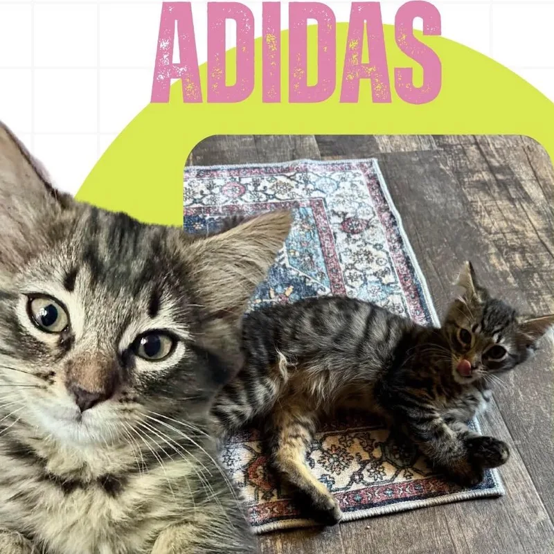 Adidas