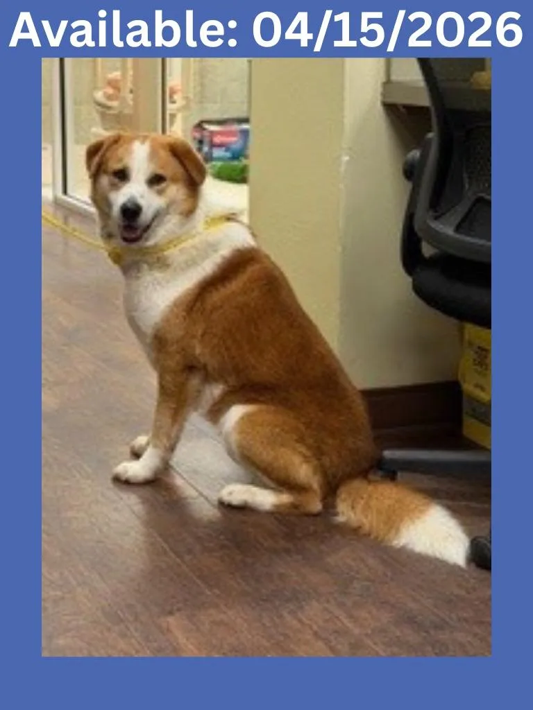 A young medium-sized male Collie dog named Dog Kennel for adoption in Greenville, TX