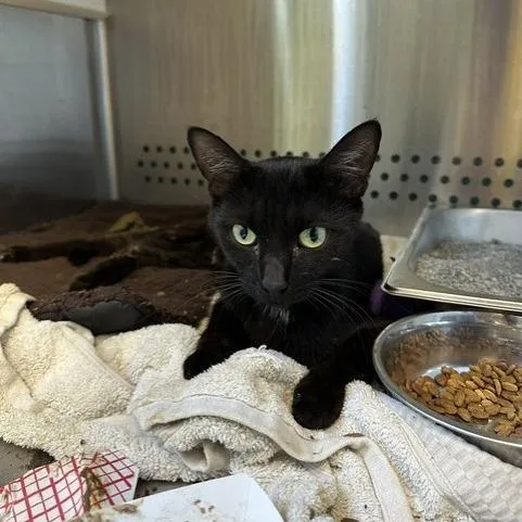 A young medium-sized female Black Domestic Short Hair cat named Onyx for adoption in Indianapolis, IN