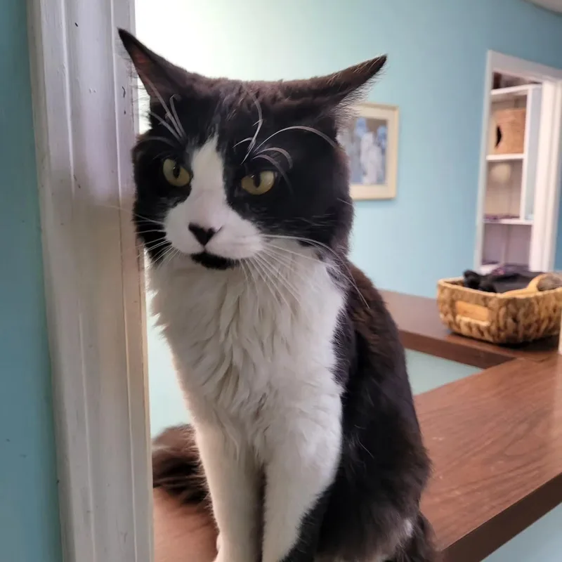 Sylvester