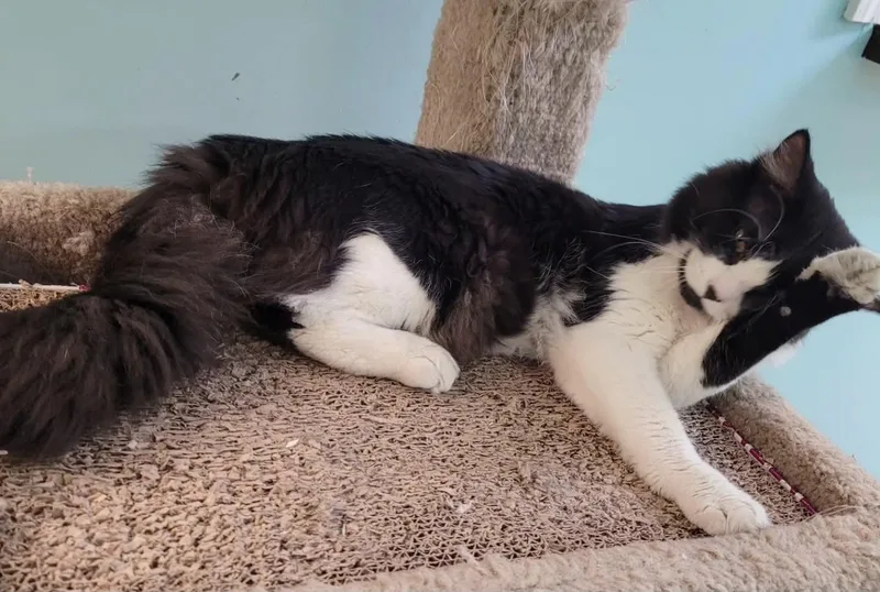 Sylvester thumbnail 3