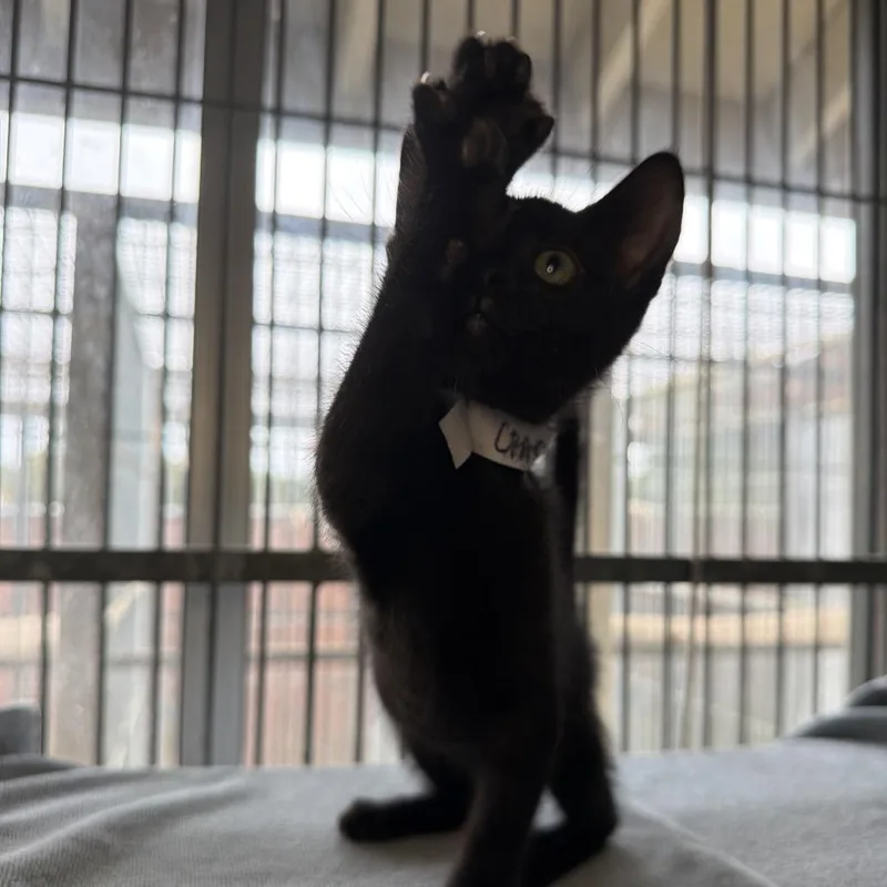 A baby small-sized male Black Domestic Short Hair cat named Ron for adoption in Santa Barbara, CA