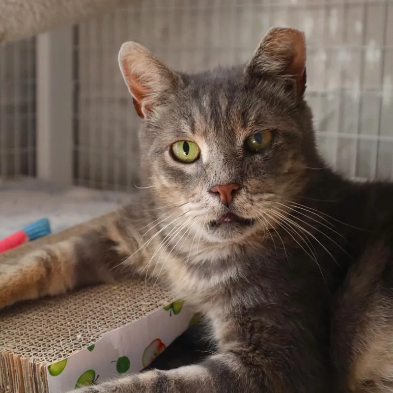 A senior large-sized male Tortoiseshell Domestic Short Hair cat named Maribel for adoption in Middle Village, NY