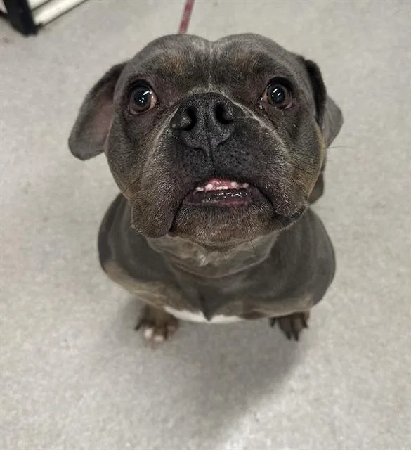 An adult small-sized female English Bulldog dog named Cynthia for adoption in Indianapolis, IN