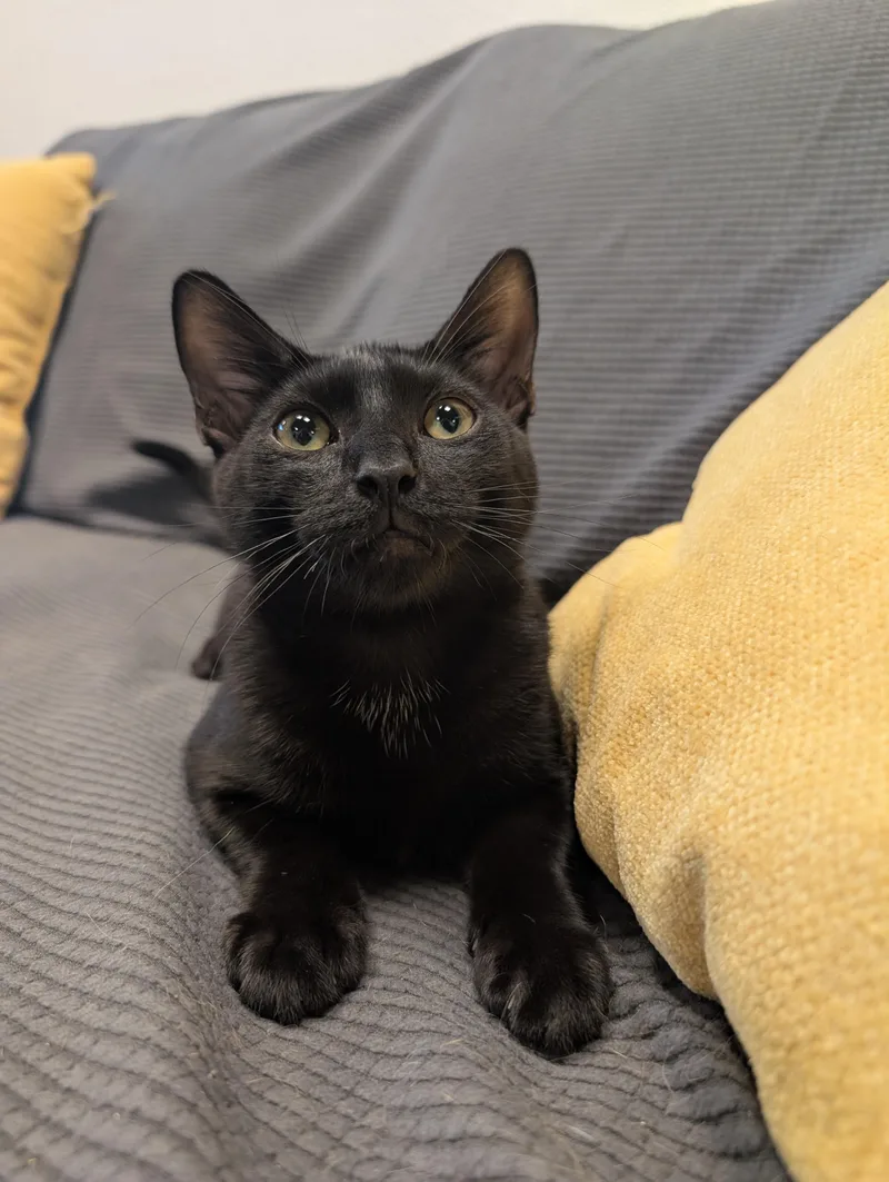 A baby medium-sized male Black Domestic Short Hair cat named Florian for adoption in Palm Harbor, FL