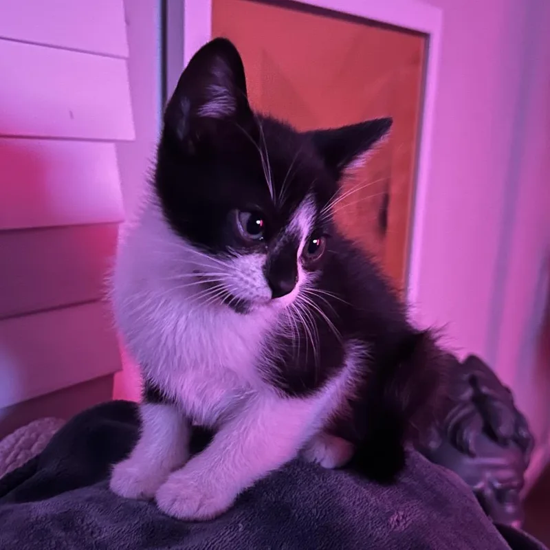 A baby small-sized male Black Domestic Short Hair cat named Lawn Crew for adoption in Boerne, TX