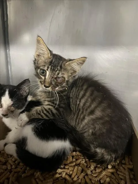 A baby small-sized male Brown / Chocolate Domestic Short Hair cat named Ai for adoption in Woodland, CA