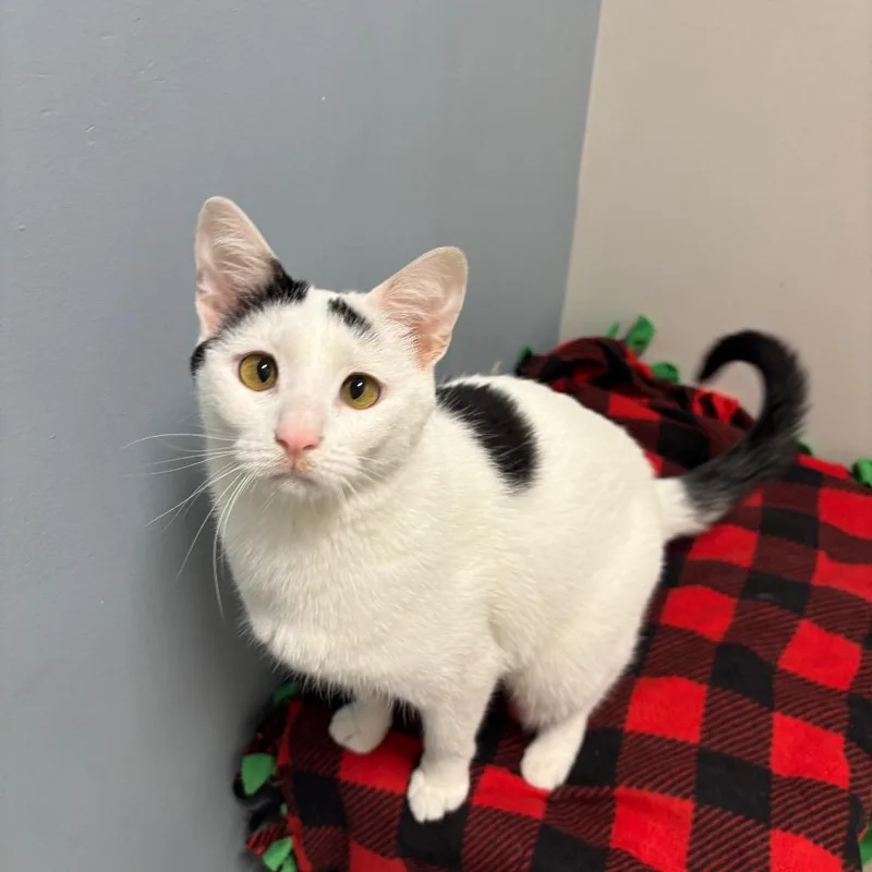 An adult medium-sized female White Domestic Short Hair cat named Mashed Potato for adoption in Chicago, IL
