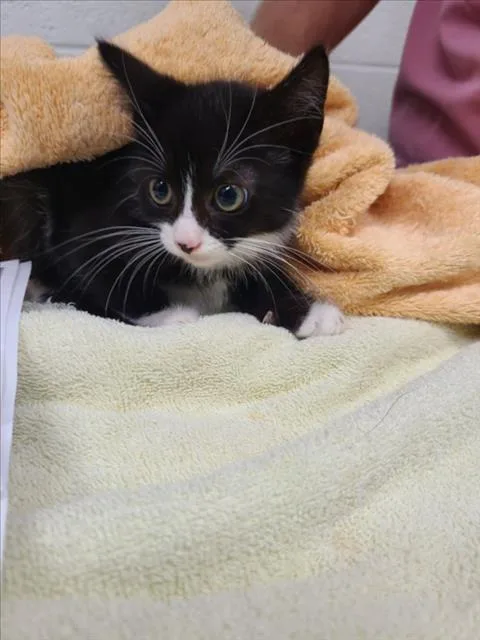 A baby small-sized female Domestic Short Hair cat named Carolina Reaper for adoption in Derwood, MD