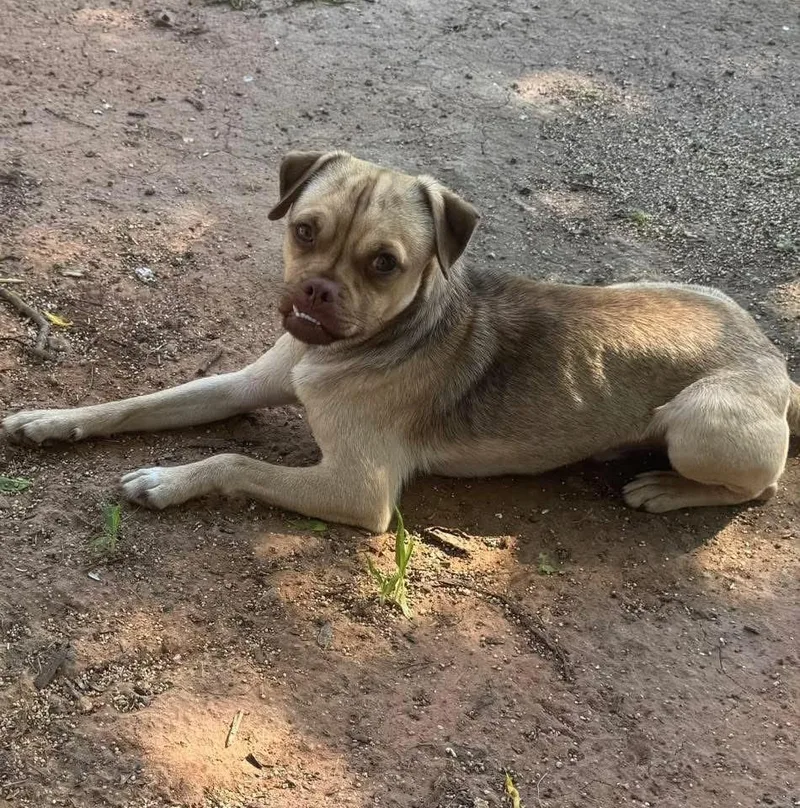A young medium-sized male Pug dog named Frankie for adoption in North Syracuse, NY