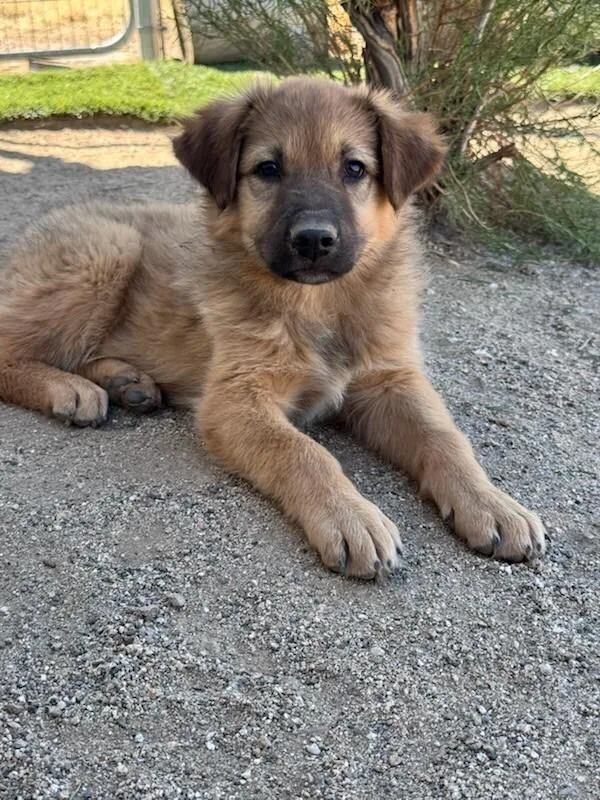 A baby large-sized female Yellow / Tan / Blond / Fawn Golden Retriever dog named Cubbie for adoption in Van Nuys, CA