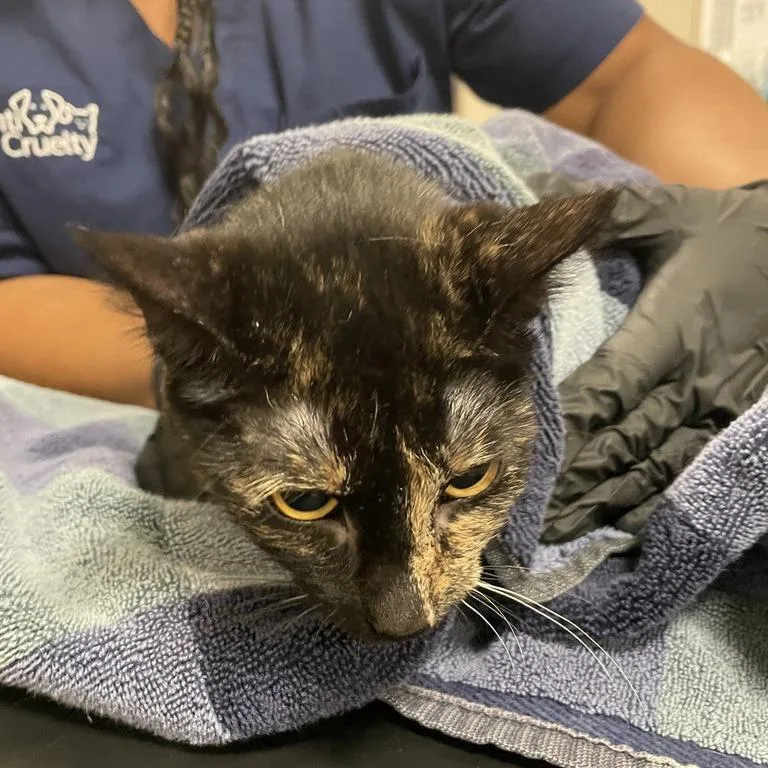 A young medium-sized female Tortoiseshell Domestic Short Hair cat named Shuri for adoption in Chicago, IL