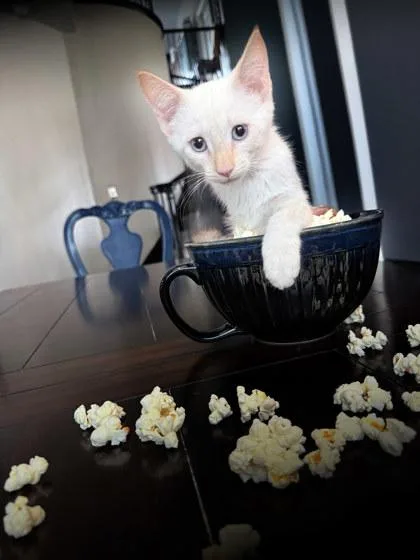 An adult small-sized male Domestic Short Hair cat named Marshmallow for adoption in Mansfield, TX