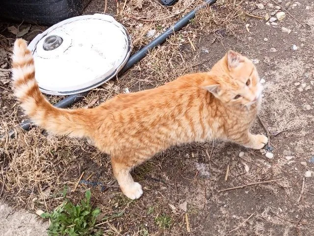 A baby medium-sized male Domestic Short Hair cat named Martian Manhunter for adoption in Auburn, IN