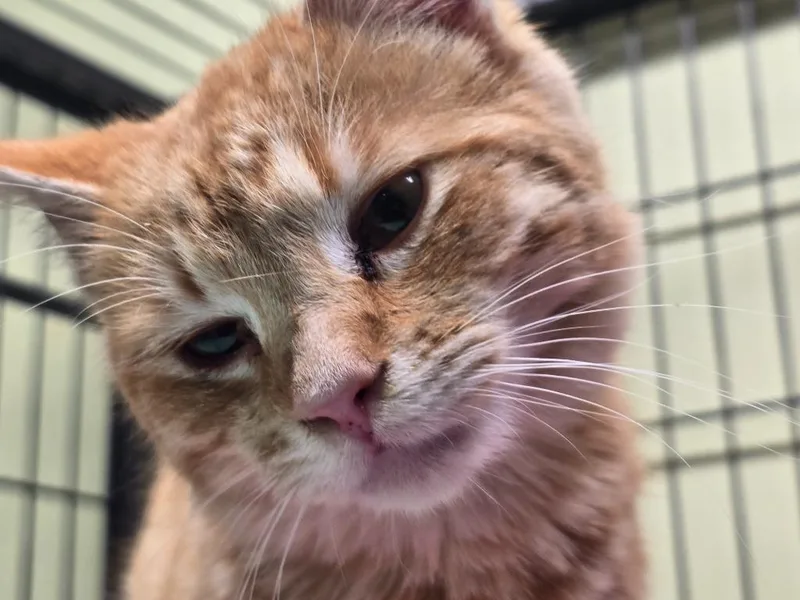 Martian Manhunter thumbnail 2