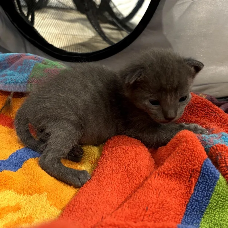 A baby small-sized female Gray / Blue / Silver Domestic Short Hair cat named Buttercup for adoption in Katy, TX