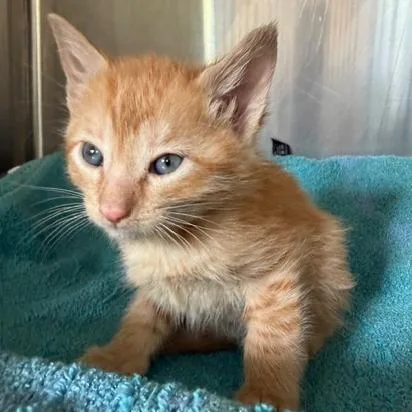A baby small-sized male Domestic Short Hair cat named Julius for adoption in Cumming, GA