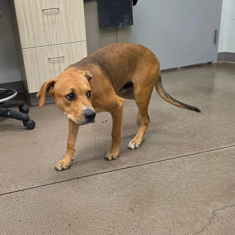 A young medium-sized male Brown / Chocolate Mixed Breed dog named Marley for adoption in Chattanooga, TN