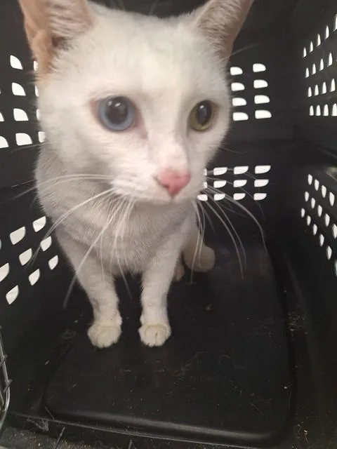An adult medium-sized male Domestic Short Hair cat named Judah for adoption in Fort Lauderdale, FL