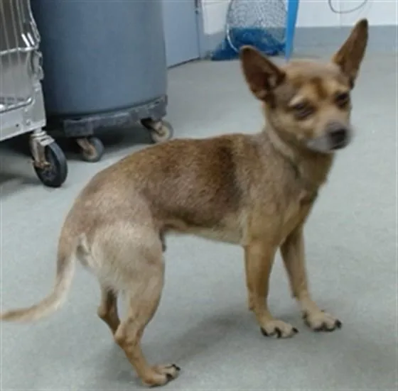 An adult small-sized male Chihuahua dog named Silo for adoption in Salinas, CA