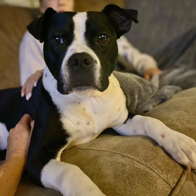 An adult medium-sized female Black Mixed Breed dog named Meko for adoption in Canaan, NH