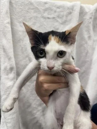 A baby small-sized female Domestic Short Hair cat named CeeCee for adoption in Honolulu, HI