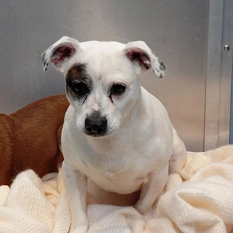 An adult small-sized male White / Cream Jack Russell Terrier dog named Kane for adoption in Philadelphia, PA