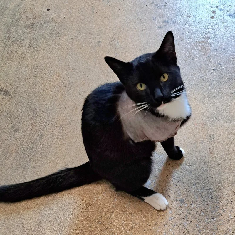 An adult medium-sized male Black Domestic Short Hair cat named Peg Leg for adoption in Brownsboro, AL