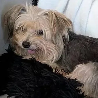 An adult small-sized female Yorkshire Terrier dog named Lady Jen for adoption in Racine, WI
