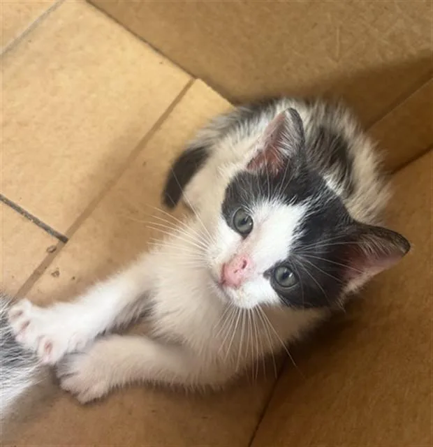 A baby small-sized male Domestic Short Hair cat named Scar for adoption in Tallahassee, FL