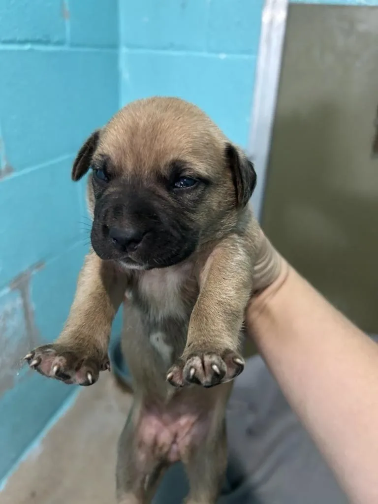 A baby medium-sized female Cane Corso dog named Betty for adoption in Glen Rose, TX