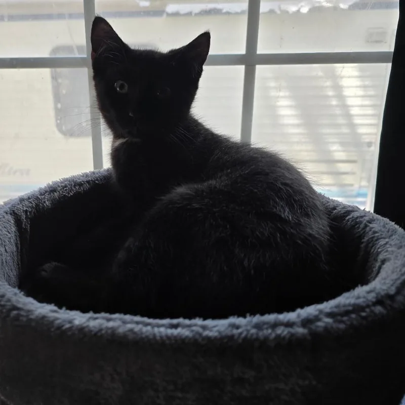 A baby small-sized male Black Domestic Short Hair cat named Foxx for adoption in Klamath Falls, OR