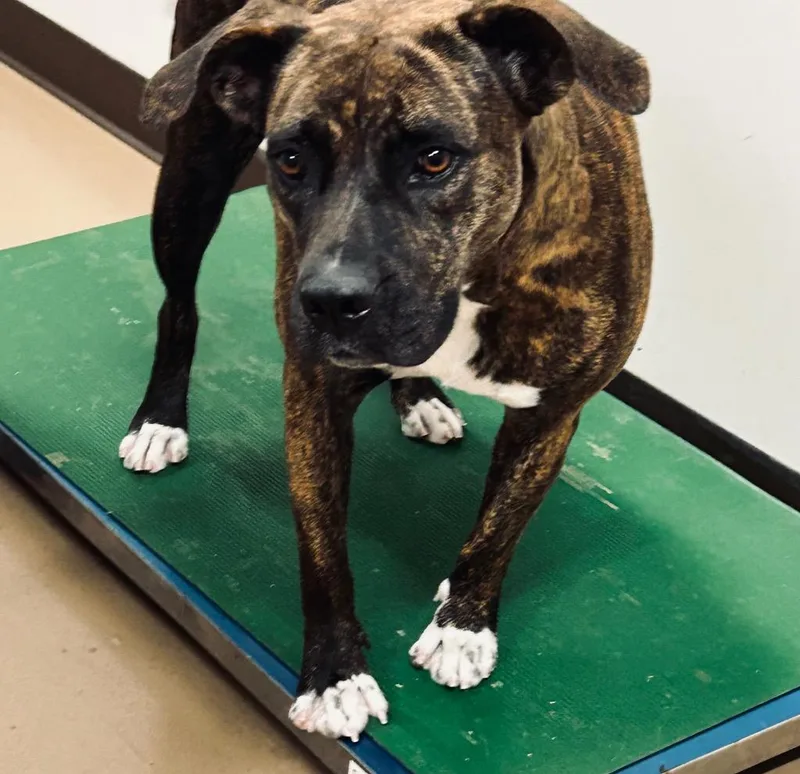 An adult large-sized female Pit Bull Terrier dog named Tequila for adoption in Springfield, TN