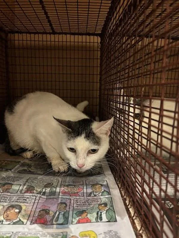 An adult small-sized female Domestic Short Hair cat named Muffin for adoption in Austin, TX