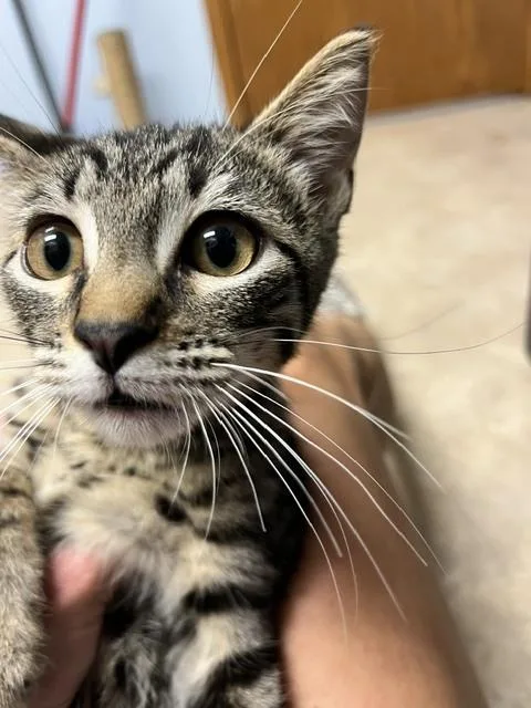 A baby small-sized male Tabby (Brown / Chocolate) Domestic Short Hair cat named Theodore for adoption in Anoka, MN