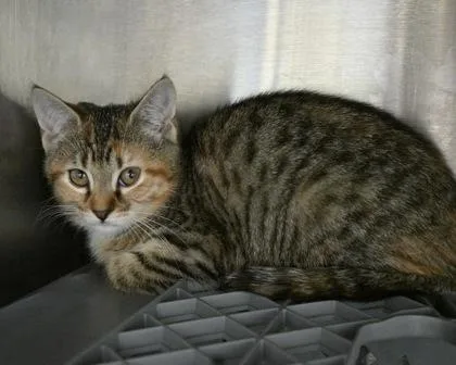 A baby small-sized female Domestic Short Hair cat named Queen of Hearts for adoption in West Seneca, NY