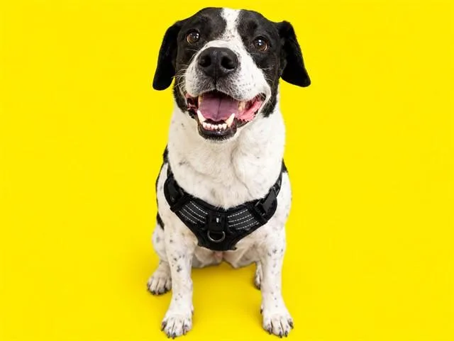 An adult medium-sized male Pointer dog named Otis for adoption in Miami, FL