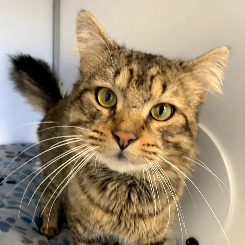 An adult large-sized male Brown / Chocolate Domestic Long Hair cat named Falcon for adoption in Boston, MA