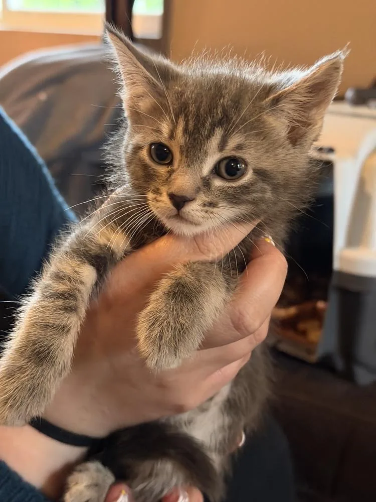 A baby small-sized male Gray / Blue / Silver Tabby cat named Benedict Bridgerton for adoption in Poplar Grove, IL
