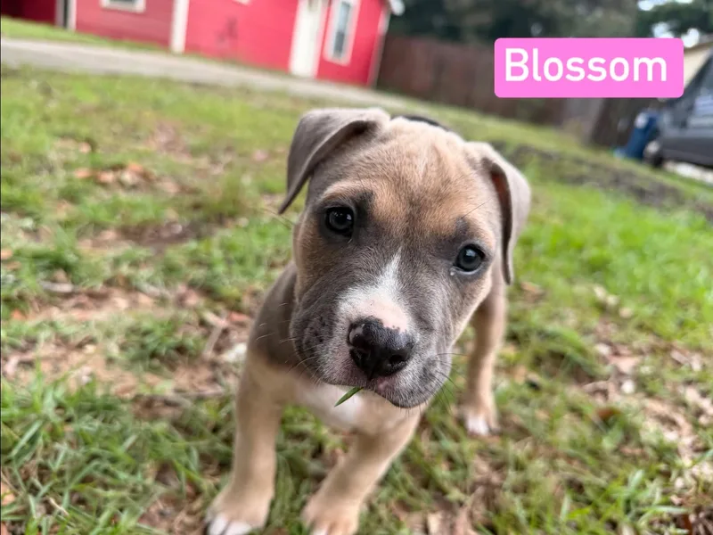 Blossom