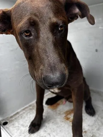 A young large-sized male Doberman Pinscher dog named A for adoption in Houston, TX