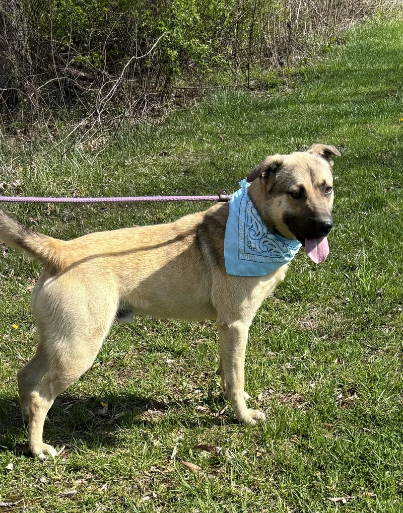A young medium-sized male Tricolor (Brown, Black, & White) German Shepherd Dog dog named Benny for adoption in Talbott, TN