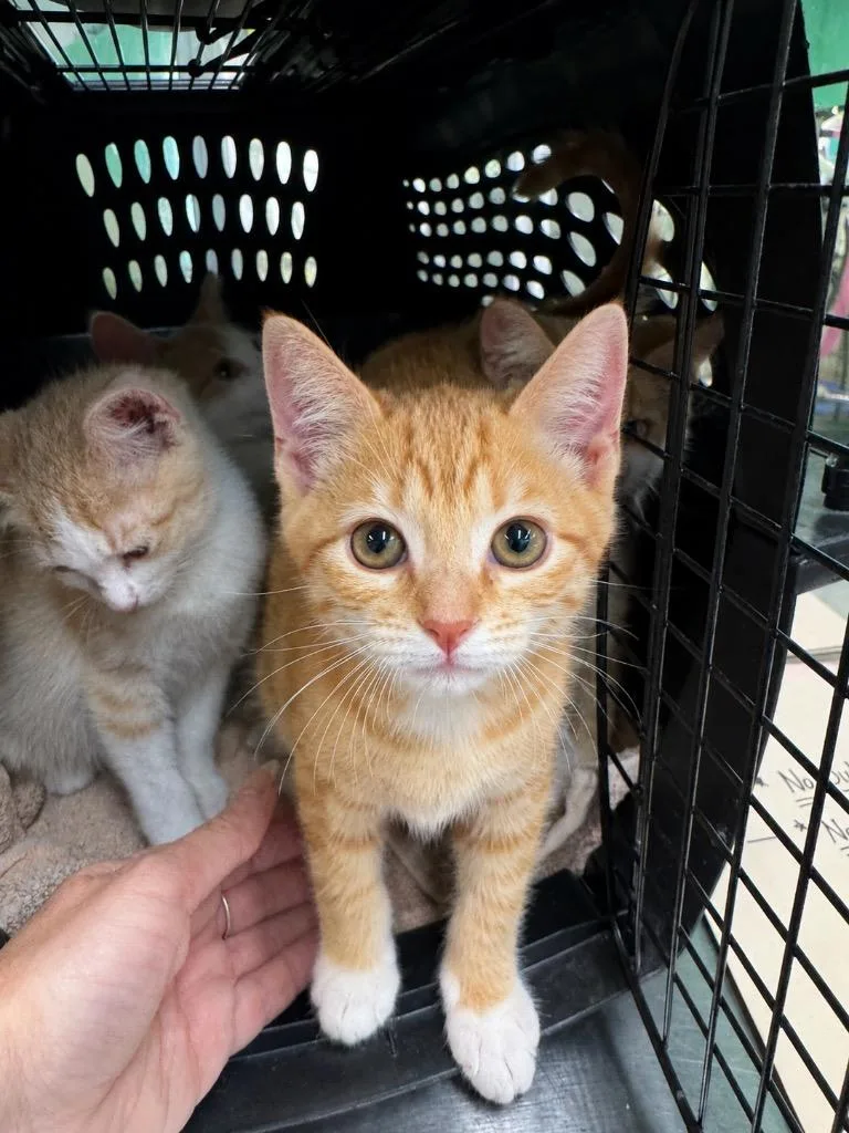 A baby medium-sized male Domestic Short Hair cat named Hot Wok for adoption in Fort Lupton, CO